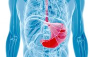 Anatomy of the digestive system