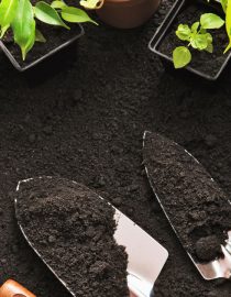 The Health Benefits of Gardening for Diabetics The Health Benefits of Gardening for Diabetics